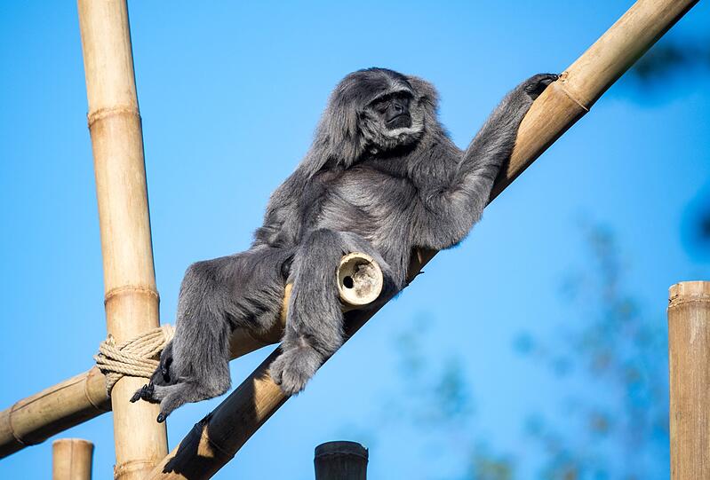 Die vom Aussterben bedrohten Silbergibbons haben im Tierpark Hellabrunn nun eine neugestaltete Außenanlage.