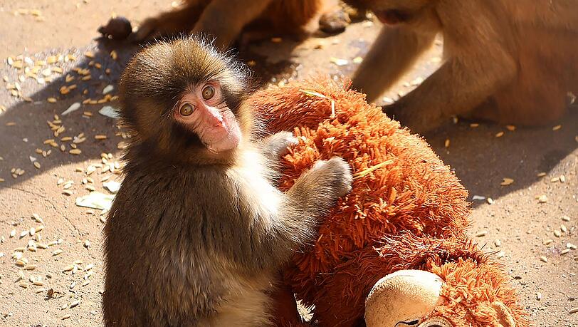 Affenbaby Punch zieht in Japan Massen an Besucher an.