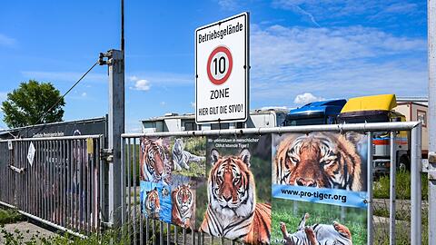 Der von dem Tiger angegriffene Pfleger ist gestorben. (Archivbild)