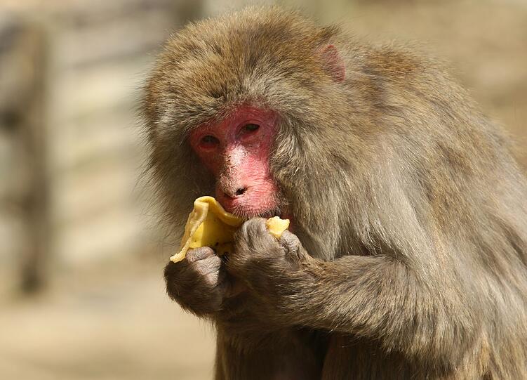 Affen sch&auml;len Bananen, &auml;hnlich wie Menschen. Aber: Sie essen auch oft die Schale nach dem Verzehr des Inneren, wenn sie noch Hunger haben. Zu Recht: Jene enth&auml;lt zahlreiche Vitamine und Mineralien. Aber k&ouml;nnen und sollten wir Menschen das auch?