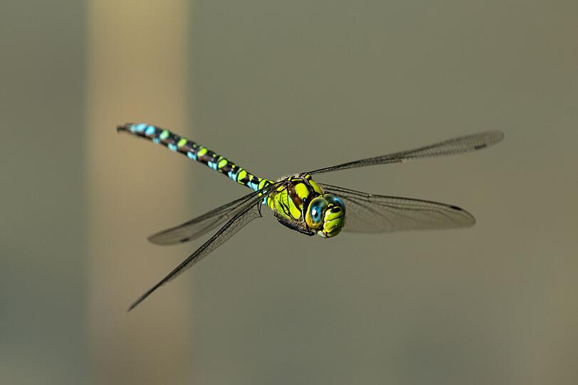 Einen Designpreis hätte die Natur für diese Libelle verdient, die auch noch auf den poetischen Namen Blaugrüne Mosaikjungfer hört. Sie liebt Wasser. Wer also einen Teich im Garten hat, erhöht seine Chancen, von einer solchen Großlibelle besucht zu werden. Einen Designpreis hätte die Natur für diese Libelle verdient, die auch noch auf den poetischen Namen Blaugrüne Mosaikjungfer hört. Sie liebt Wasser. Wer also einen Teich im Garten hat, erhöht seine Chancen, von einer solchen Großlibelle besucht zu werden.
