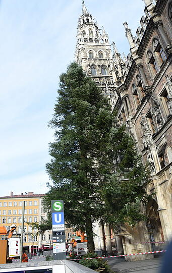Da steht er, der neue Christbaum für München.