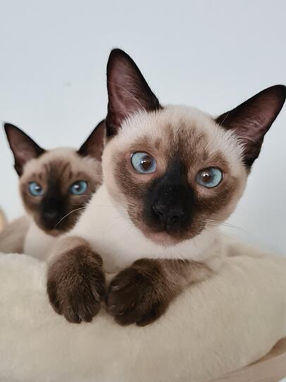Jin und Buki