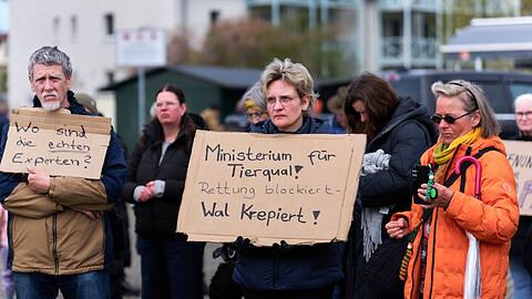 Auch am Sonntag demonstrieren wieder zahlreiche Menschen f&uuml;r die Rettung des Wals.