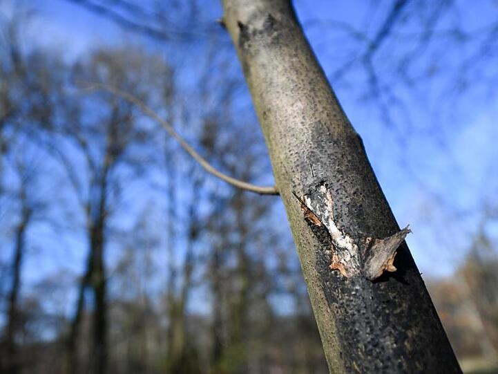 Ein mit der Rußrindenkrankheit befallener Ahornbaum zeigt dunkle Flecken. Foto: Arne Dedert/Archiv