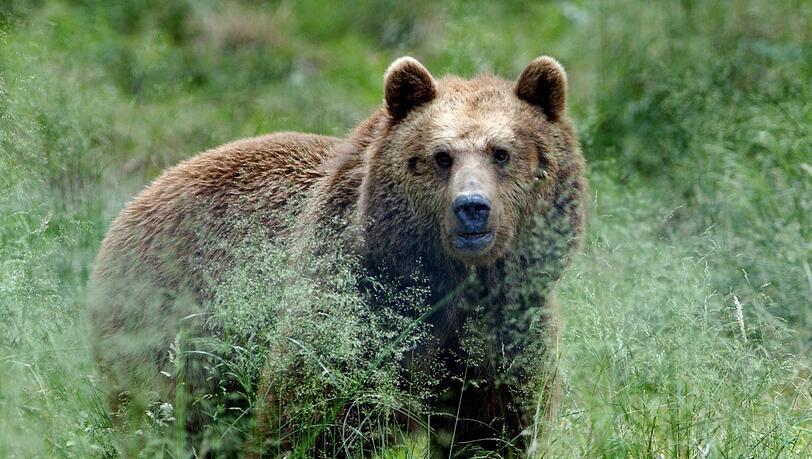 In der norditalienischen Provinz Trentino wurde ein Jogger von einem wildlebenden Braunbären attackiert und getötet. (Archivfoto)