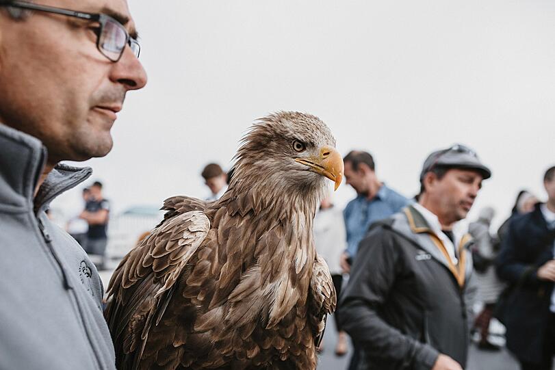 Der Adler und das Publikum.