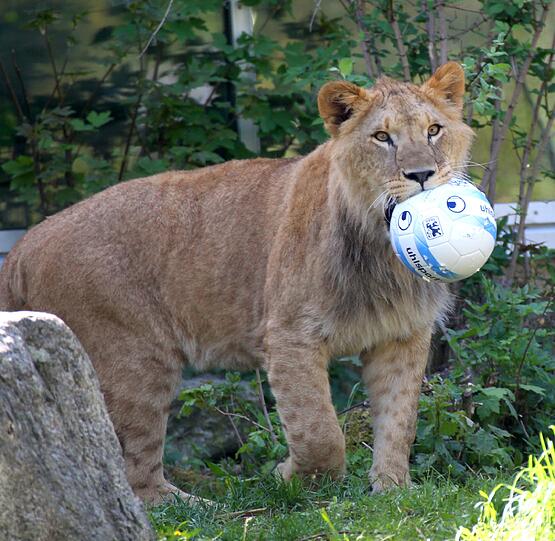 Benny und Max - nach zwei 1860-Torjägern sind die zwei Löwenjungen in Hellabrunn vom Paten TSV benannt worden. Die AZ hat die Neu-Löwen im Zoo besucht. Die Fotos sehen Sie in der Bilderstrecke.