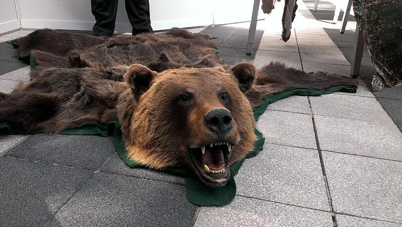 Dieses Braunbärenfell hat der Zoll 2012 beschlagnahmt - es war per Luftfracht aus Russland gekommen.