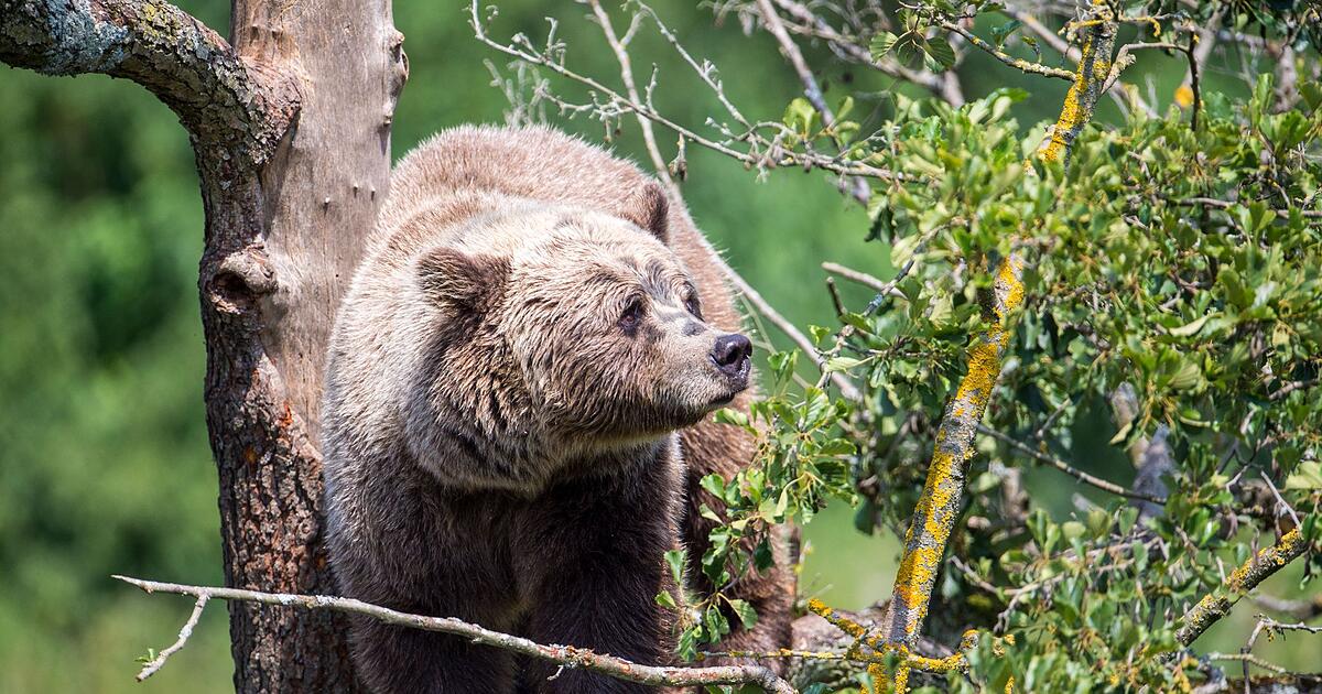 M-gliche-B-rensichtung-im-Kreis-Rosenheim