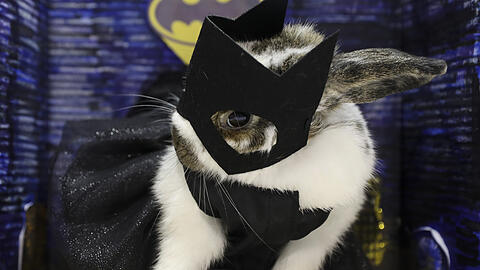 Dieses Kaninchen ist als Batwoman verkleidet. Kostümierte Tiere sehen zwar süß aus, werden dadurch aber in ihrer Kommunikation gestört.