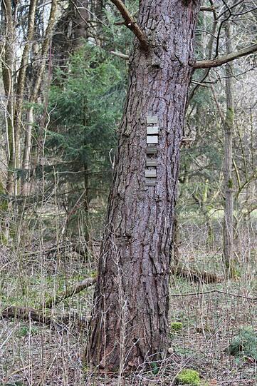 Stamm statt Grabstein &ndash; hier auf dem Münchner Waldfriedhof.