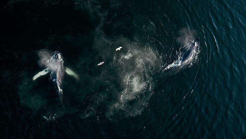 Mit „The Whale and the Raven“ eröffnet am Mittwoch, 8. Mai, das Internationale Dokumentarfilmfestival München: Es ist die Geschichte der verbliebenen Einwohner der First-Nation-Siedlung an der rauhen Westküste Kanadas und ihrer Beziehung zur Natur. Mit „The Whale and the Raven“ eröffnet am Mittwoch, 8. Mai, das Internationale Dokumentarfilmfestival München: Es ist die Geschichte der verbliebenen Einwohner der First-Nation-Siedlung an der rauhen Westküste Kanadas und ihrer Beziehung zur Natur.