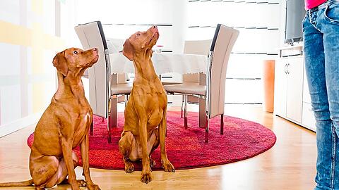 Bei einer Unverträglichkeit von Futtermitteln wird Hunden zunächst eine Ausschlussdiät verordnet.