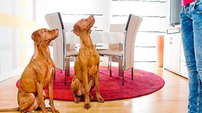 Bei einer Unverträglichkeit von Futtermitteln wird Hunden zunächst eine Ausschlussdiät verordnet.
