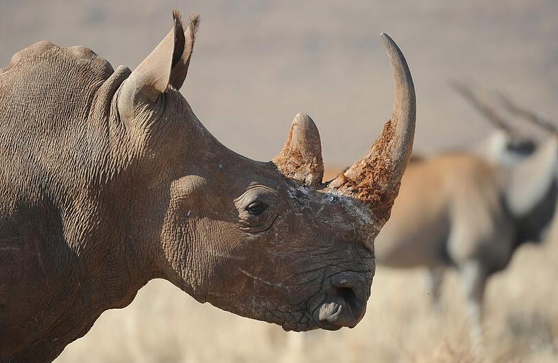 Ein Nashorn in Südafrika.