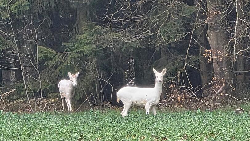 Eine besondere Begegnung: Maximilian Perseitz und seine Familie haben in der N&auml;he von Bayerbach im Landkreis Landshut zwei wei&szlig;e Rehe gesichtet.