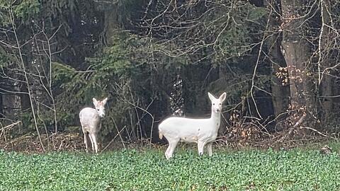 Eine besondere Begegnung: Maximilian Perseitz und seine Familie haben in der N&auml;he von Bayerbach im Landkreis Landshut zwei wei&szlig;e Rehe gesichtet.