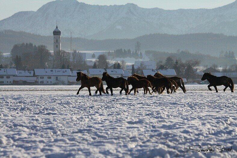 Gut genährte Islandpferde vor Traumkulisse: Das bietet der Reitstall am Ostersee. Das war nicht immer so, sagt das Veterinäramt.