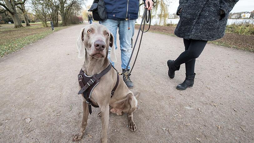 Ein Jogger klagte, da ein Paar seinen Hund nicht an die Leine nahm (Symbolbild).