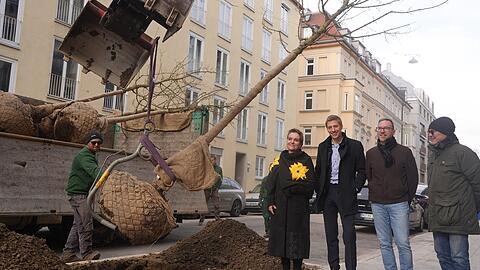 In Arndtstra&szlig;e werden am Dienstagvormittag sieben Stra&szlig;enb&auml;ume gepflanzt. Baureferentin Jeanne-Marie Ehbauer und B&uuml;rgermeister Dominik Krause (2. v.l.) geben mit dem Bezirksausschuss und Umweltreferat den Startschuss.