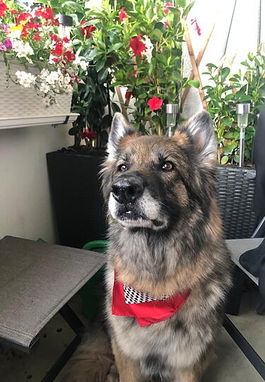 Funny: Mein Hund ist der beste, weil die Maus immer ein Lächeln im Gesicht hat und eine absolute Kuschel Maus ist.
