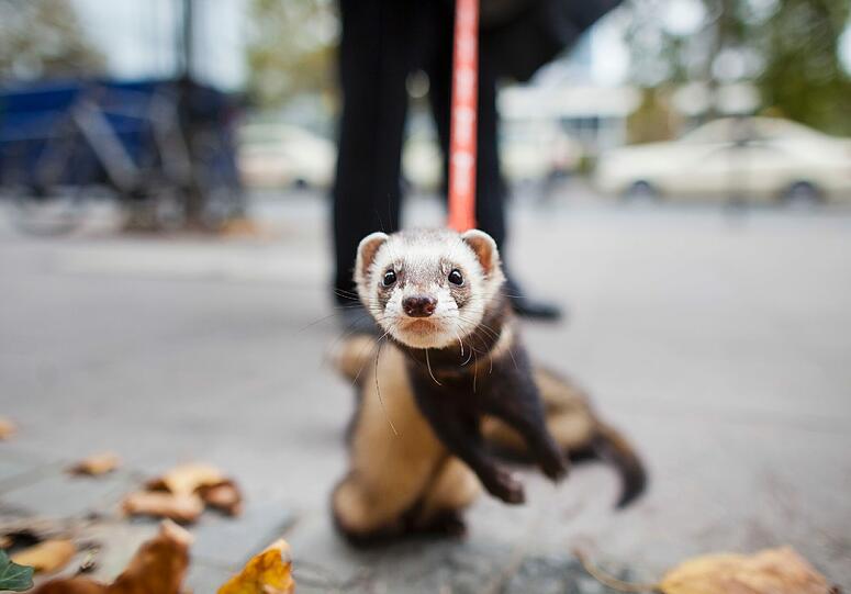 FRETTCHEN IN DER HOSE: Um die Fleischfresser mit den scharfen Zähnen entwickelten Pub-Besucher im englischen Yorkshire einen skurrilen Wettbewerb. Beim &bdquo;Ferret Legging&ldquo; werden Frettchen in Herrchens zugebundene Hose gesteckt. Gewonnen hat, wer es am längsten aushält.