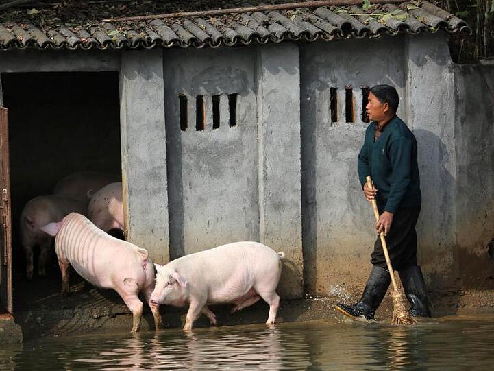 Landwirt Huang Demin treibt seine Schweine in den Stall. Die Schweinepest in China macht Wurst und Schnitzel in Deutschland teurer.