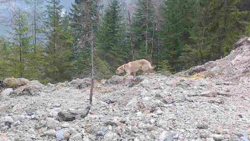 Eine Sichtung von Rudi am Grünstein. Foto: Privat Eine Sichtung von Rudi am Grünstein. Foto: Privat