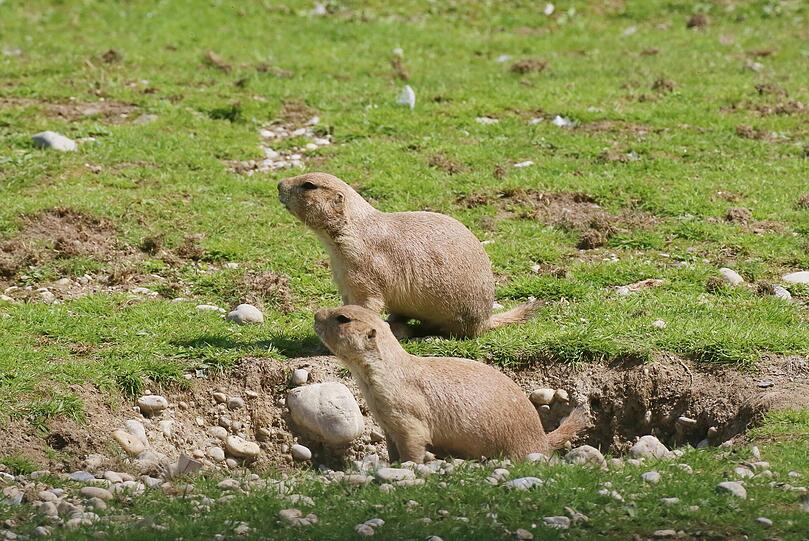 Sind die Vögel nicht in Sicht, trauen sich die niedlichen Nager aus ihren Löchern und purzeln über die Anlage.