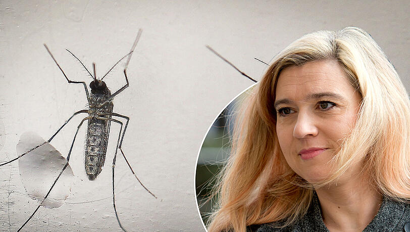 Zika-Viren werden primär durch den Stich infizierter Mücken übertragen. Gesundheitsministerin Melanie Huml empfiehlt Urlaubern daher die Nutzung von Kondomen. Zika-Viren werden primär durch den Stich infizierter Mücken übertragen. Gesundheitsministerin Melanie Huml empfiehlt Urlaubern daher die Nutzung von Kondomen.