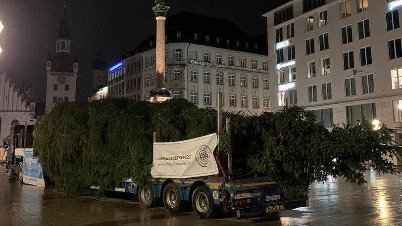 Früh morgens war der Baum am Marienplatz angekommen.