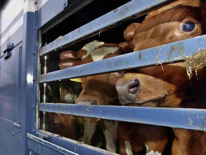 Kälber werden auf einem LKW transportiert. Immer mehr Bundesländer verschärfen ihre Regeln für Tiertransporte. Foto: Ulrich Perrey/Archiv