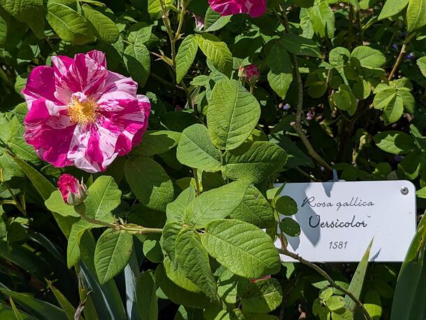 Eine der ältesten Arten: Rosa gallica Versicolor (1581). Sie gehört zu den 70 Sorten auf der Insel.