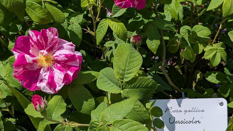 Eine der ältesten Arten: Rosa gallica Versicolor (1581). Sie gehört zu den 70 Sorten auf der Insel. Eine der ältesten Arten: Rosa gallica Versicolor (1581). Sie gehört zu den 70 Sorten auf der Insel.