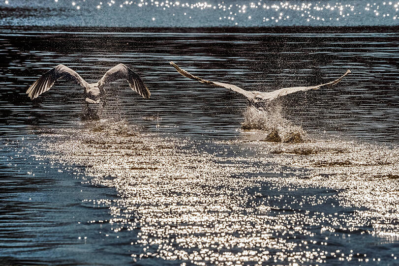 Zwei Schw&auml;ne fliegen mit kr&auml;ftigen Fl&uuml;gelschl&auml;gen &uuml;ber den Kleinhesseloher See.