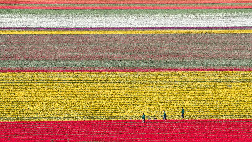 Tulpen wachsen zur Zwiebelvermehrung auf einem Tulpenfeld des Eickenhofs im Landkreis Gifhorn.