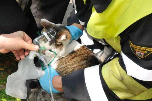 Mit Sauerstoff versorgt die Feuerwehr Katze "Felix"