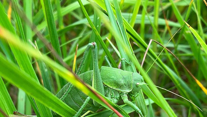 Dieses vom Landratsamt (LRA) Donau-Ries zur Verfügung gestellte Foto zeigt eine sehr seltene Wanstschrecke (Polysarcus denticauda) im Gras. (Handout) Dieses vom Landratsamt (LRA) Donau-Ries zur Verfügung gestellte Foto zeigt eine sehr seltene Wanstschrecke (Polysarcus denticauda) im Gras. (Handout)