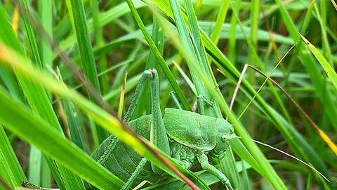 Dieses vom Landratsamt (LRA) Donau-Ries zur Verf&uuml;gung gestellte Foto zeigt eine sehr seltene Wanstschrecke (Polysarcus denticauda) im Gras. (Handout)