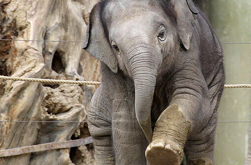 Das süße Elefantenbaby Ludwig wollten viele sehen - deshalb hat der Tierpark Hellabrunn im letzten Jahr sogar Gewinn gemacht und brauchte kaum Zuschüsse.