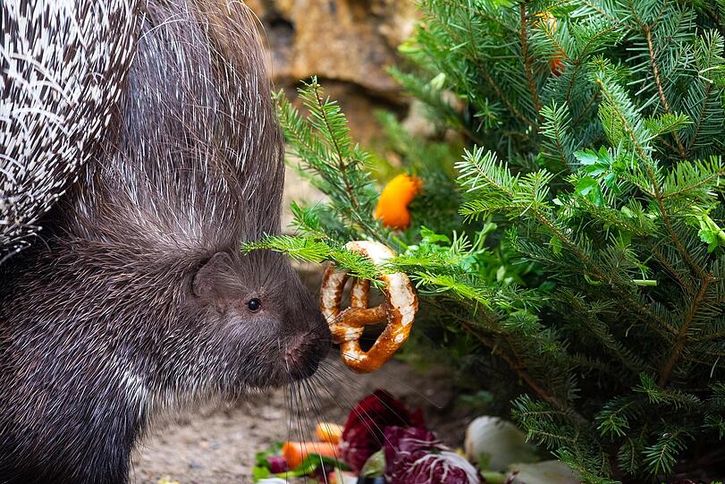 Ein Stachelschwein freut sich über eine Brezn am Baum.