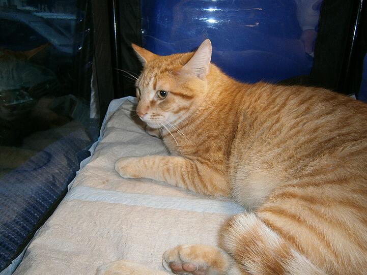 Wer kennt diesen Kater? Er ist verletzt und bräuchte dringend Zuspruch von seinem Besitzer!