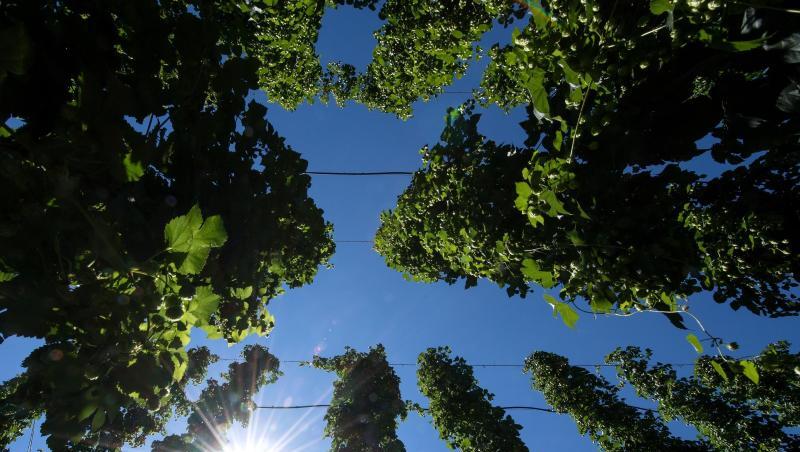Ein Blick auf wachsenden Hopfen durch den hinweg Sonnenstrahlen scheinen. Foto: Sven Hoppe/Archiv Ein Blick auf wachsenden Hopfen durch den hinweg Sonnenstrahlen scheinen. Foto: Sven Hoppe/Archiv
