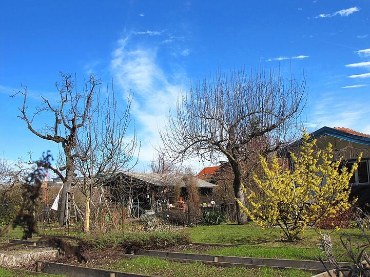 AZ-Leser Djordje Matkovic hat in der Gartenlaube in Moosach die Frühlingsboten fotografiert. Die Bilder.