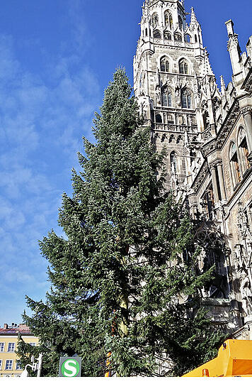 Da steht er in voller Pracht, der Christbaum 2016/17.