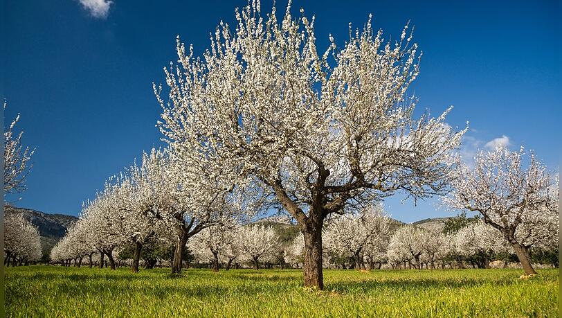 Auf nach Mallorca! Die Mandelblüte lockt im Februar