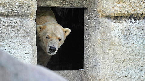 Da schaust! Der Tierpark hebt die Preise an.