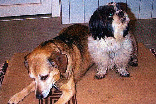 Die beiden Hunde von Maritta T. aus Schwabach: Wahrscheinlich ging die 49-Jährige noch mit ihnen spazieren, bevor sie ermordet wurde.