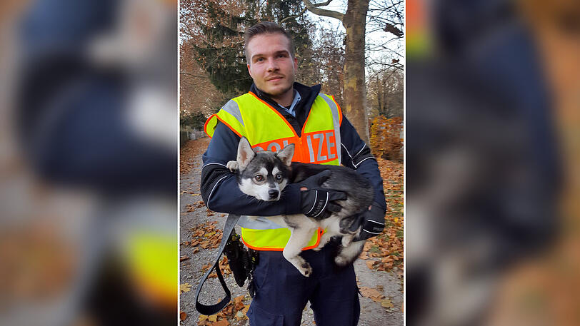 Die Bundespolizei schnappte den flüchtigen Husky "Snow".